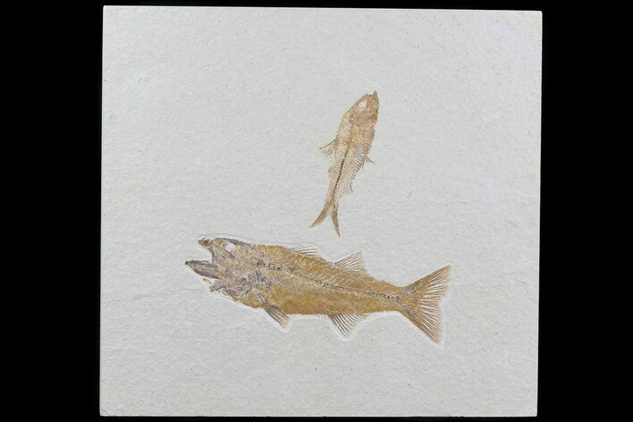 Pair Of Fossil Fish Including Mioplosus - Wyoming #79830